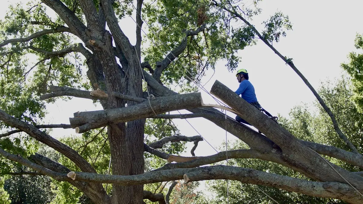 Professional Crown Thinning performed by certified arborists in Libertyville