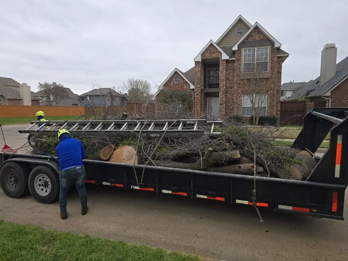 Expert Deadwooding with proper safety equipment in Libertyville